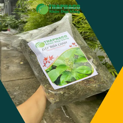 Lợi ích hỗ trợ của Dây Thìa Canh