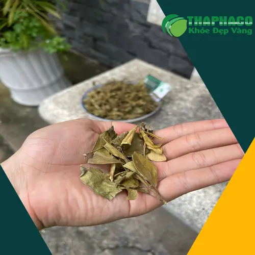 Mua Dây Thìa Canh uy tín tại THAPHACO