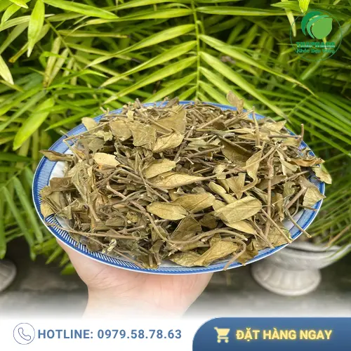 Liên hệ THAPHACO để mua Dây Thìa Canh tại TP.HCM