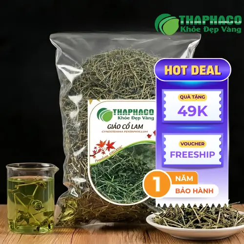 Hình ảnh cây Giảo Cổ Lam