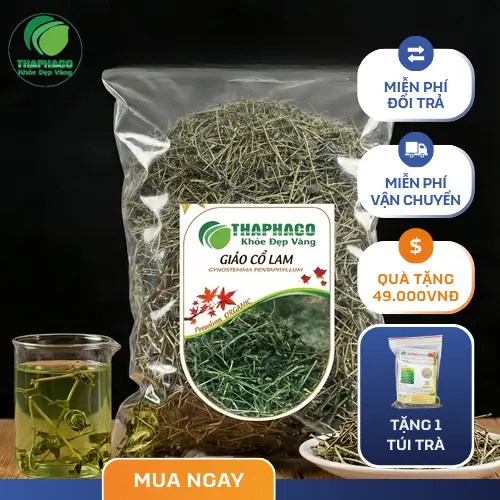 Giảo Cổ Lam là thảo dược quý hỗ trợ nhiều vấn đề sức khỏe.