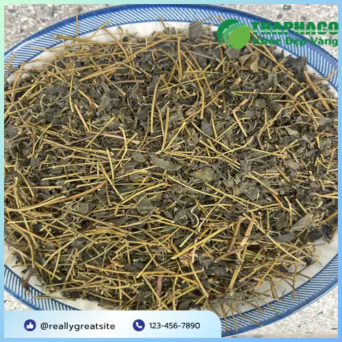Quy trình sản xuất Giảo Cổ Lam khô THAPHACO hiện đại