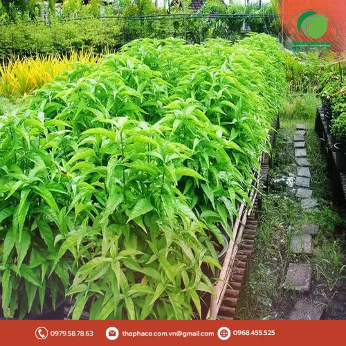 Trà Hoàn Ngọc khô với nhiều công dụng hỗ trợ sức khỏe