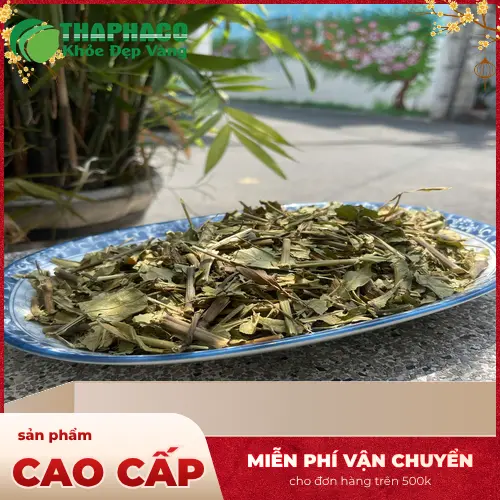 Hoàn Ngọc đỏ với màu lá đặc trưng