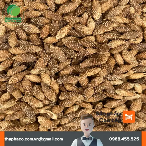 Mua Ké Đầu Ngựa chất lượng tại THAPHACO