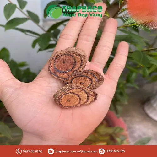 Địa chỉ mua Kê Huyết Đằng tại TP.HCM