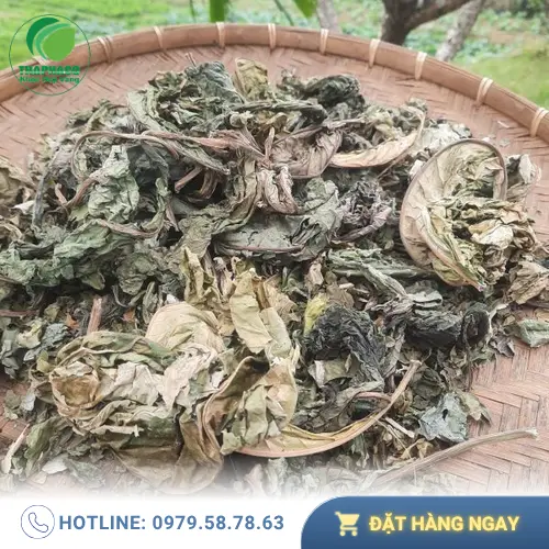 Quy trình sản xuất Lá Khôi Tía Khô tại THAPHACO