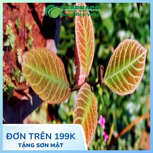 Hình ảnh lá khôi tía khô đã được phơi và sấy kỹ lưỡng