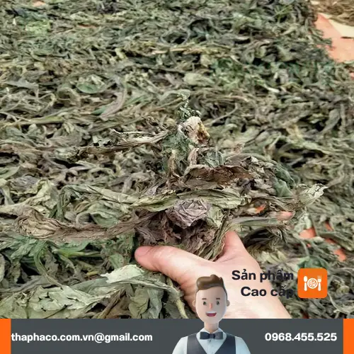 Thời điểm uống trà lá khôi tía tối ưu để hỗ trợ tiêu hóa