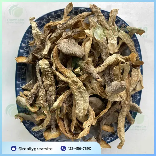 Nấm lộc nhung tươi vừa thu hoạch