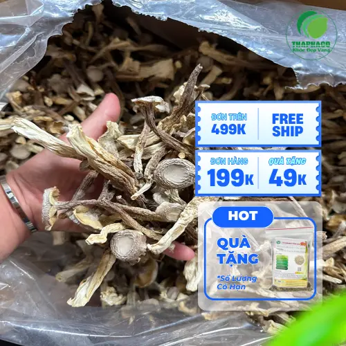 Nấm lộc nhung tươi và khô