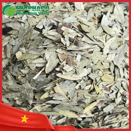 Hình ảnh lá Phan Tả Diệp khô với các viên thuốc minh họa tác dụng dược lý