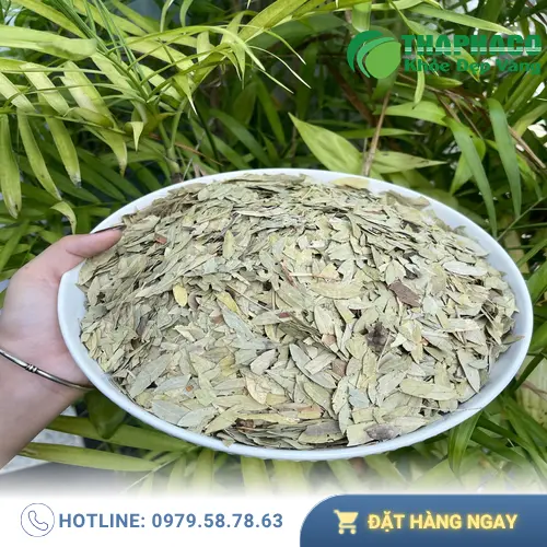 Lưu ý khi sử dụng Phan Tả Diệp