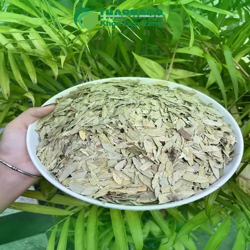 Cách dùng Phan Tả Diệp khô đúng liều lượng