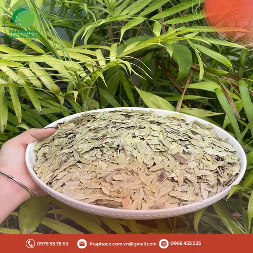 Uống quá liều Phan Tả Diệp có thể gây ra các triệu chứng ngộ độc cấp tính.