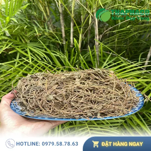 Sài Đất tươi dùng để làm nước uống