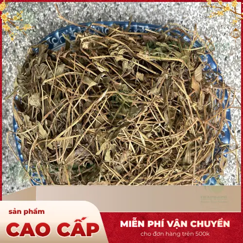 Cây sài đất với hoa vàng đặc trưng