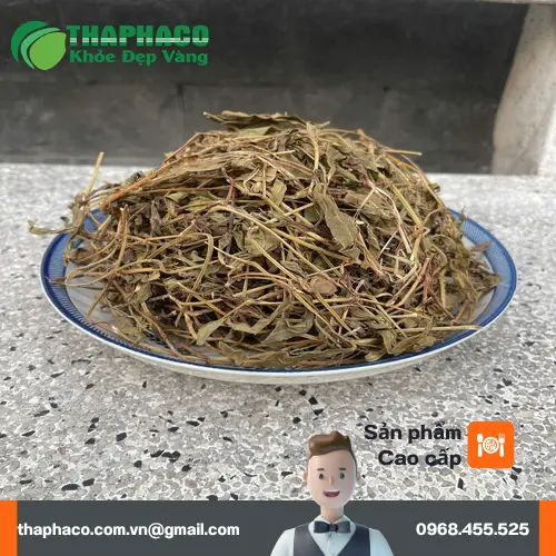 Sài đất khô chất lượng tại THAPHACO