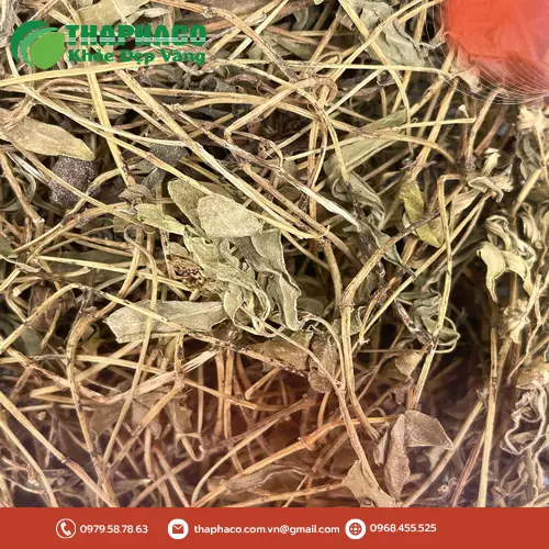 Nước sài đất có thể hỗ trợ thanh nhiệt, giải độc theo kinh nghiệm dân gian