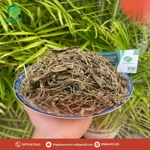 Quy trình đóng gói sài đất khô tại THAPHACO