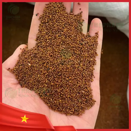 Phân biệt Thỏ Ty Tử thật và giả