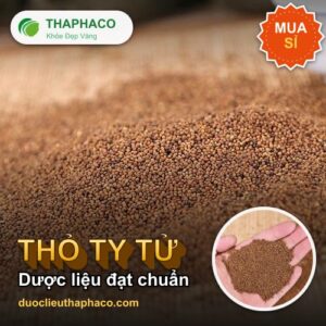 Thỏ ty tử - Thỏ Ty Tử – Nguồn Gốc, Đặc Điểm Và Tiêu Chuẩn Dược Liệu