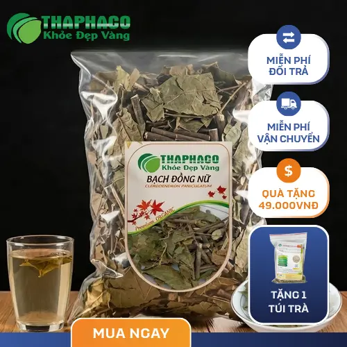 Hình ảnh tổng quan cây bạch đồng nữ tươi và khô