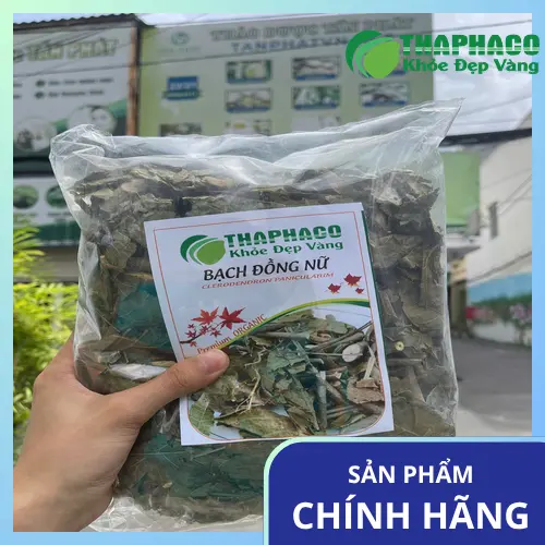 Lá bạch đồng nữ tươi