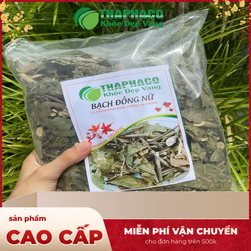 Hình ảnh các cách sử dụng bạch đồng nữ khô như sắc nước uống hoặc dùng ngoài da