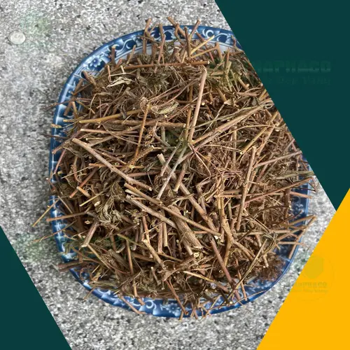 Công dụng hỗ trợ của cây xấu hổ khô