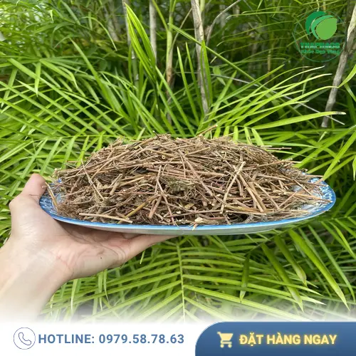 Rễ cây xấu hổ khô