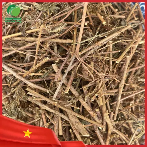 Lá cây xấu hổ