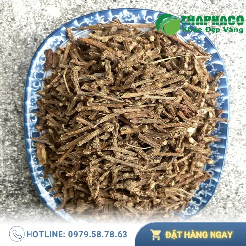 Chọn mua cây thần thông chất lượng tại các địa chỉ uy tín