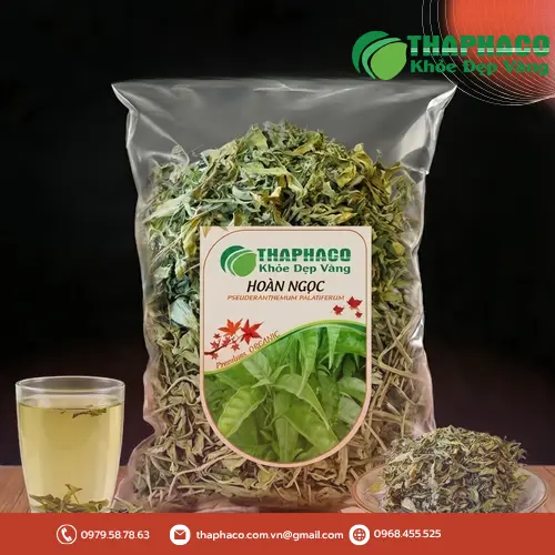 Cây Hoàn Ngọc Trắng với lá xanh tươi