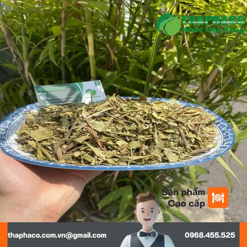 Kiểm tra chất lượng lá Hoàn Ngọc khô trước khi bảo quản