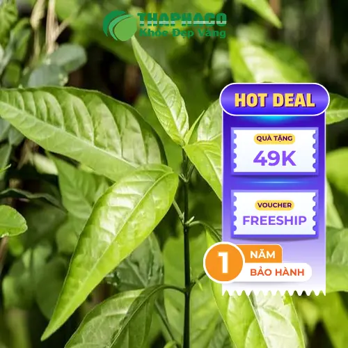Sản phẩm Lá Hoàn Ngọc khô THAPHACO
