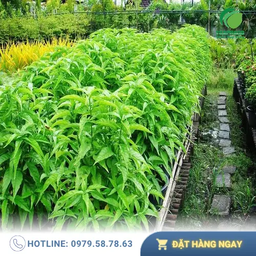 Hoàn Ngọc sấy khô chất lượng từ THAPHACO