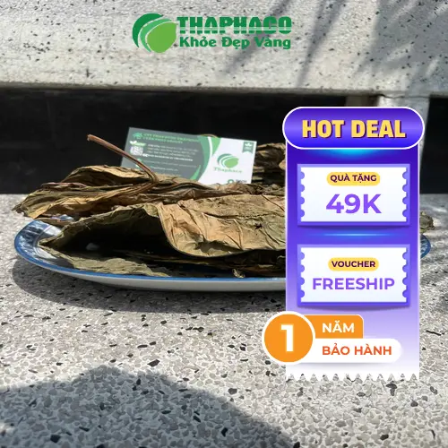 Phụ nữ mang thai và cho con bú cần tránh Lá Khôi Tía khô
