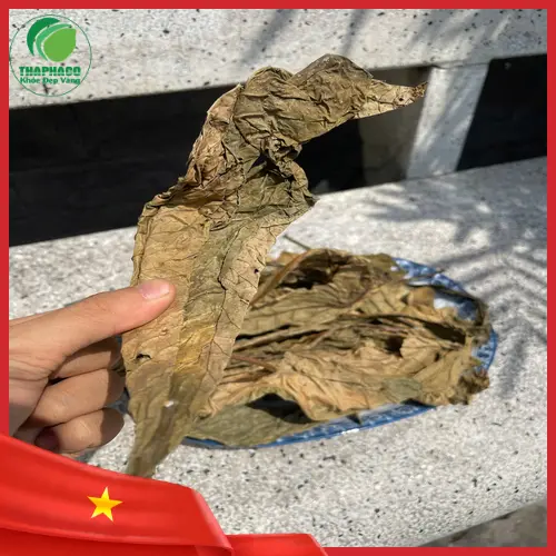 Người có bệnh nền cần tham khảo ý kiến bác sĩ trước khi dùng Lá Khôi Tía