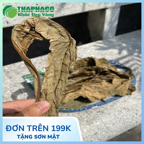 Chọn mua Lá Khôi Tía khô chất lượng tại THAPHACO