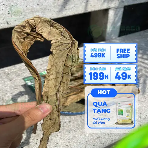 Lưu ý khi sử dụng trà lá khôi tía sấy khô