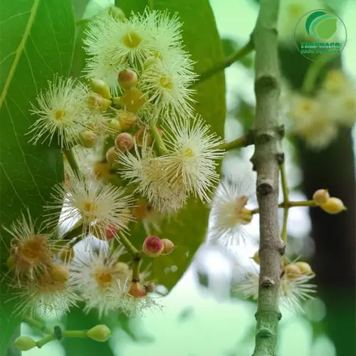 Phụ nữ mang thai nên cẩn trọng khi dùng nụ vối