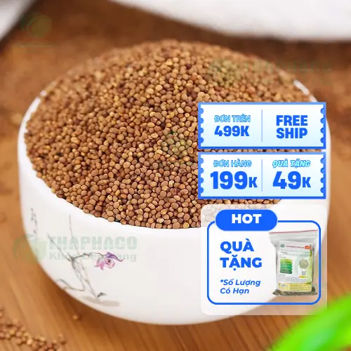 Người có bệnh nền cần cẩn trọng khi dùng Thỏ Ty Tử