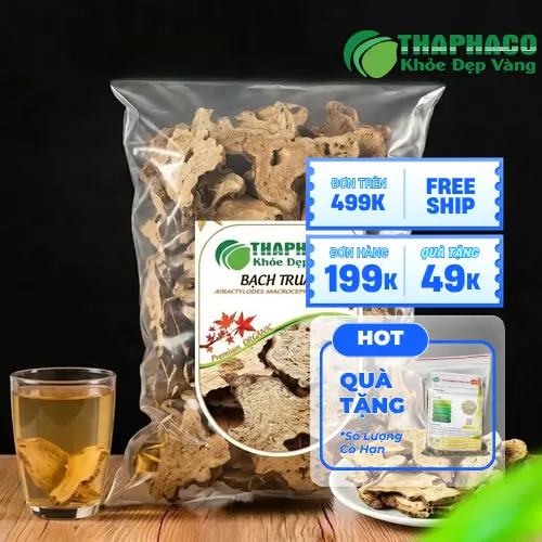 Hình ảnh củ Bạch Truật tươi