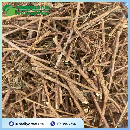 Cây xấu hổ hỗ trợ sức khỏe theo kinh nghiệm dân gian